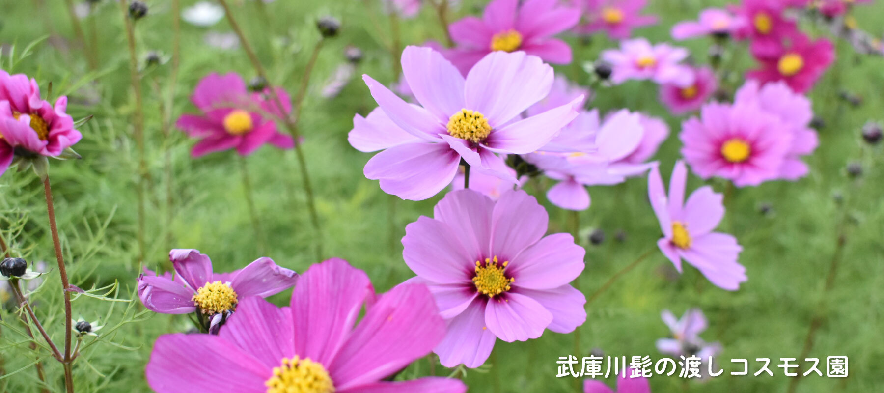 武庫川髭の渡しコスモス園