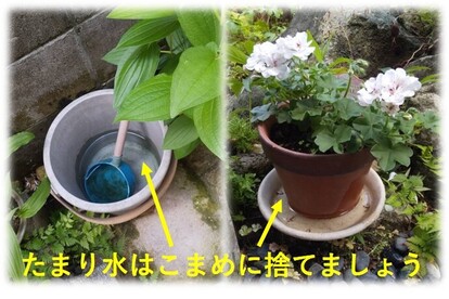 植木鉢のたまり水