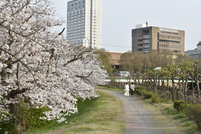 庄下川沿い桜の写真1