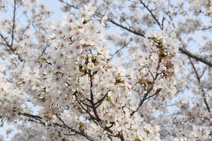 庄下川沿い桜の写真2