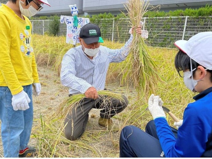 武庫庄小学校の稲刈り体験学習のようす