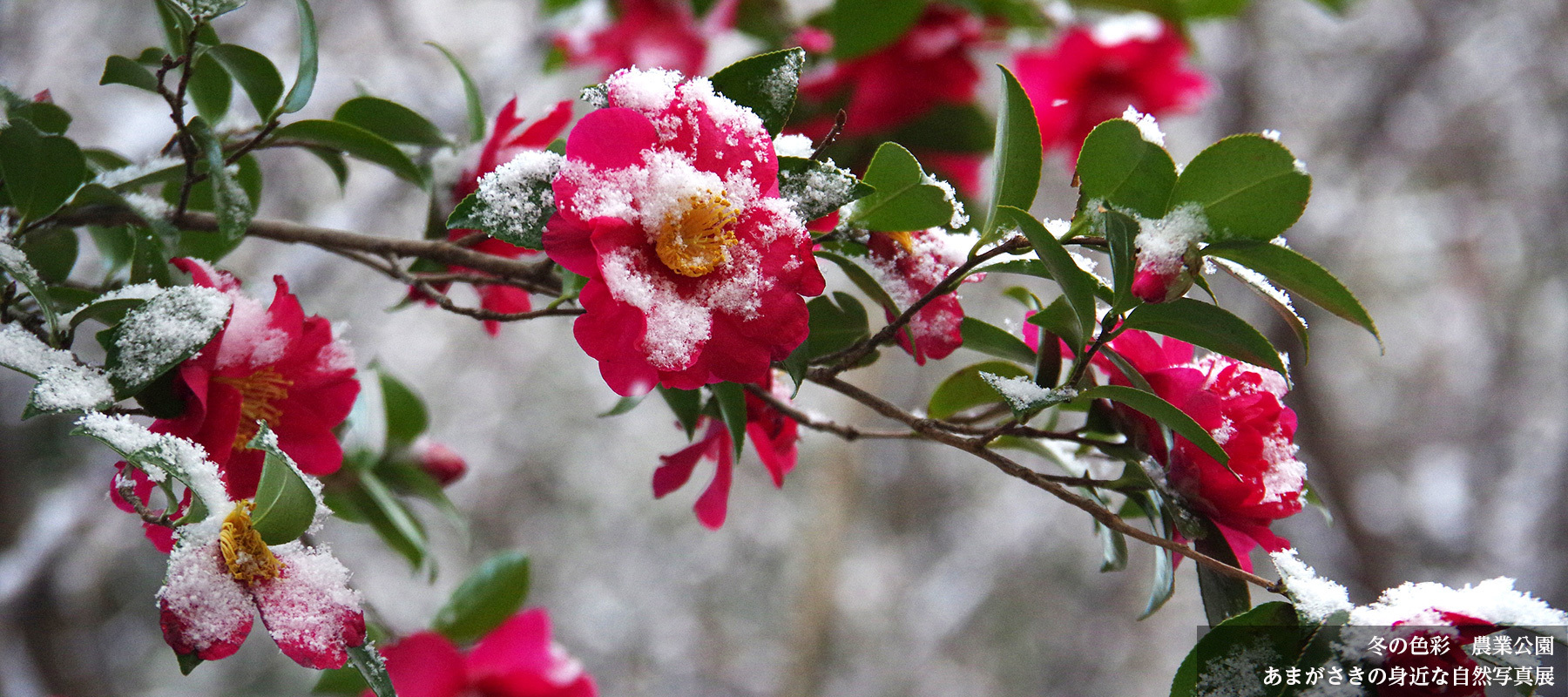 冬の色彩/あまがさきの身近な自然写真展