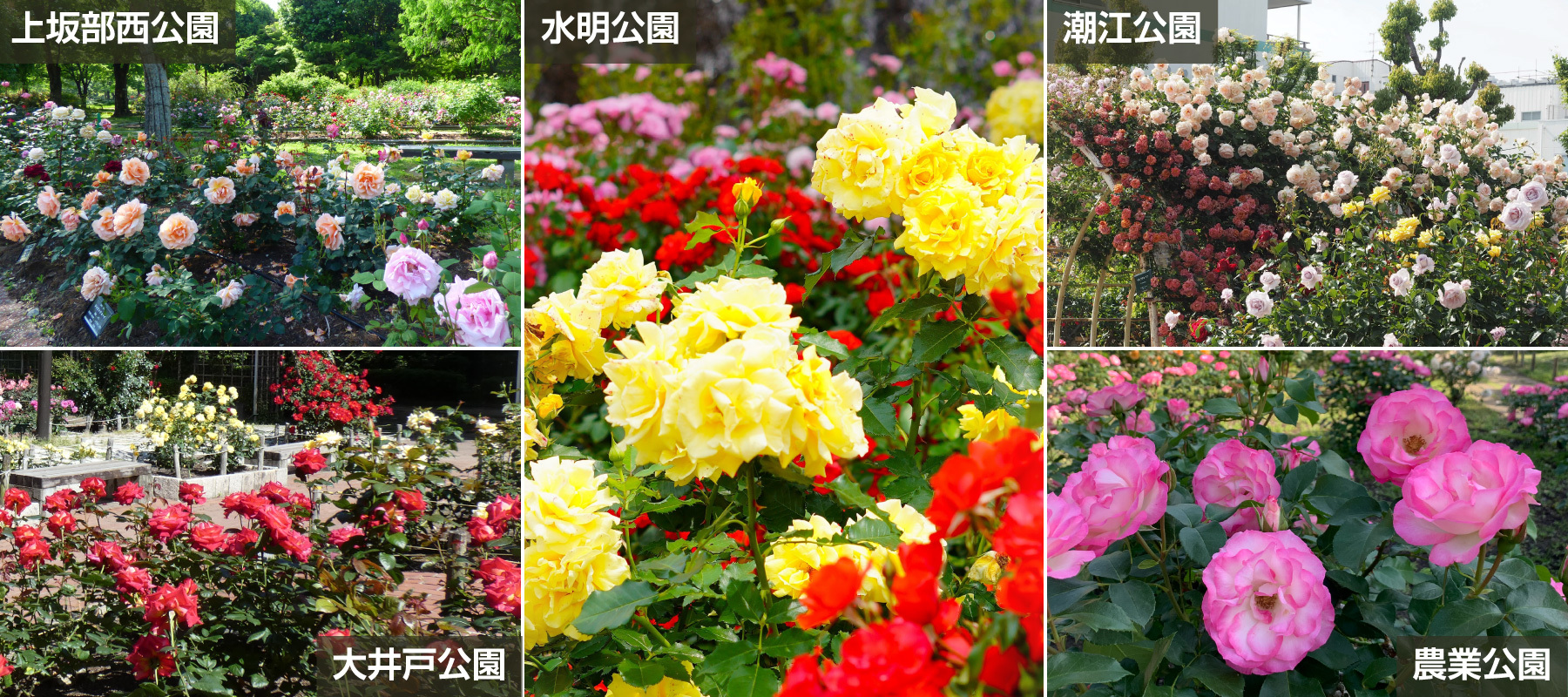 薔薇が見れる公園