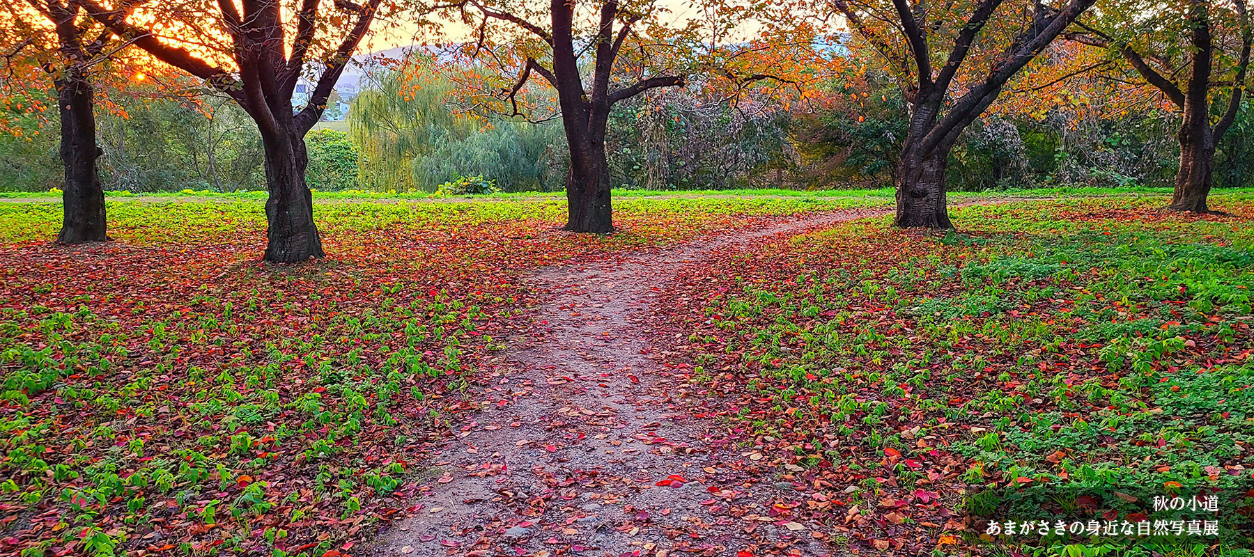 秋の小道の写真　あまがさきの身近な自然写真展