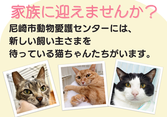 家族に迎えませんか？尼崎市動物愛護センターには新しい飼い主を待っている猫ちゃんたちがいます。