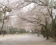 大物川緑地の写真