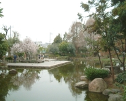 近松公園の写真