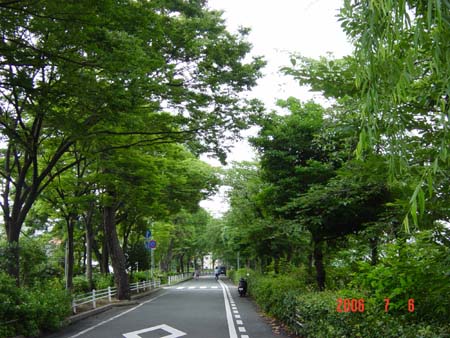 蓬川側道の風景