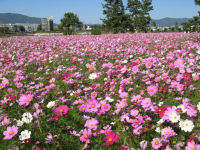 武庫川河川敷のコスモス畑の写真