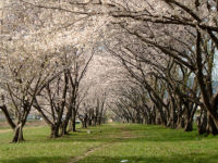 武庫川河川敷の桜