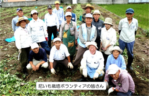 尼いも栽培ボランティアの写真