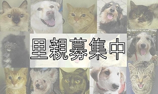 里親募集中