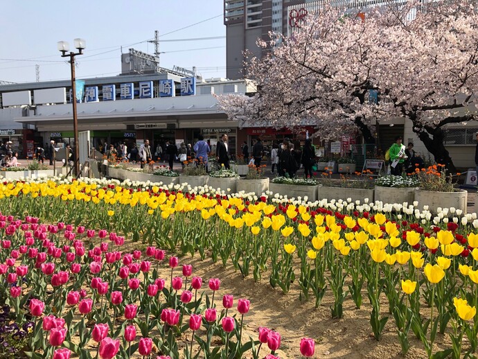 中央公園でチューリップが開花する様子