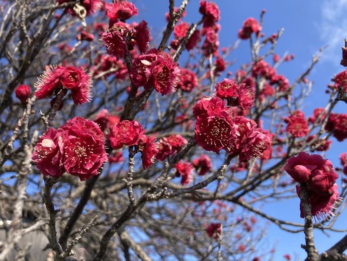 農業公園のウメ