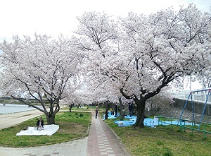 武庫川河川敷のサクラ