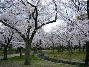 西武庫公園のサクラ