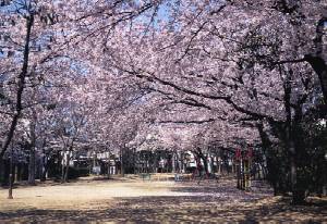 大物川緑地のサクラ