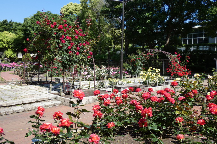 大井戸公園のバラ