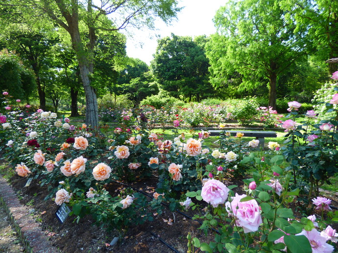 上坂部西公園のバラ