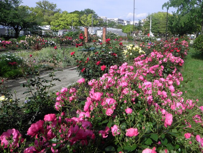 西武庫公園のバラ