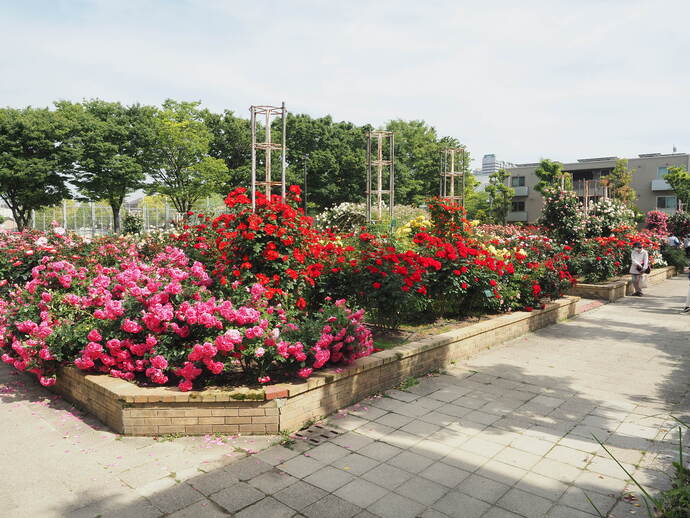 潮江公園のバラ