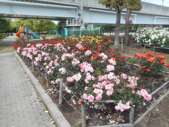 蓬川緑地のバラ