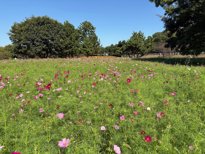 センセーション畑の様子