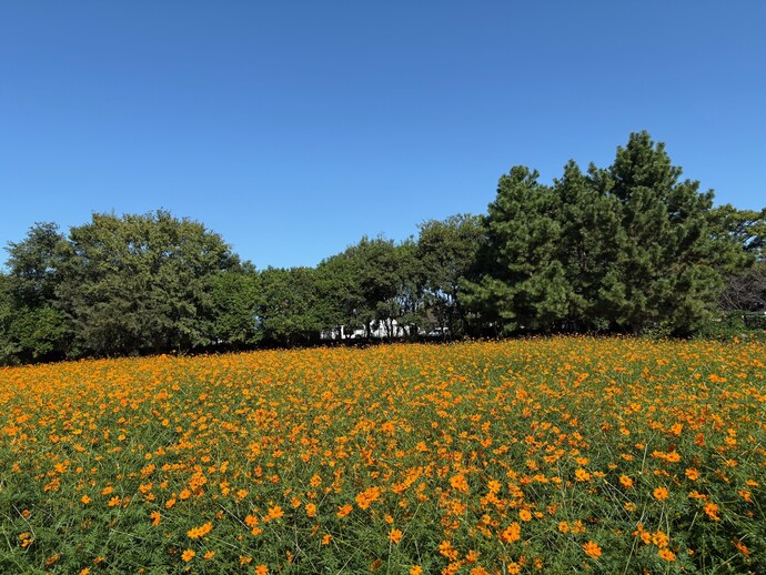 キバナ畑の様子