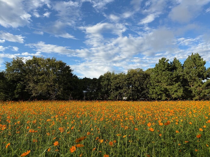キバナ畑の様子