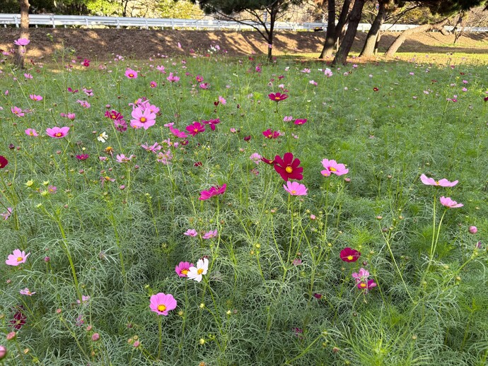 センセーション畑の様子