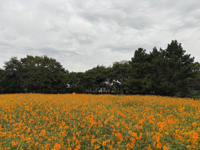 キバナコスモスの畑の様子