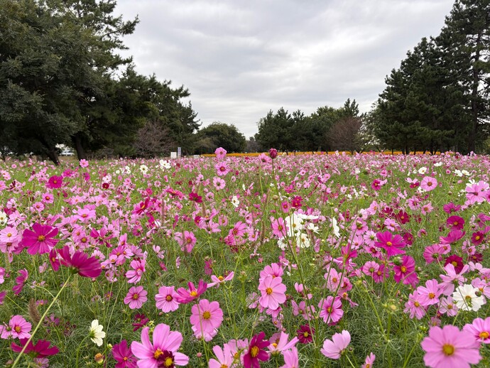 センセーションの様子