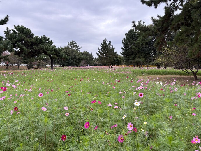 あまり咲いていないセンセーションの様子
