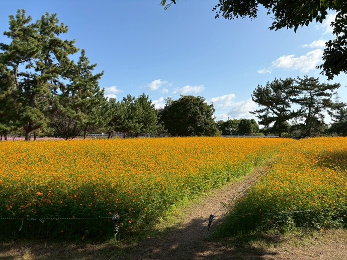 キバナコスモスの通路の写真