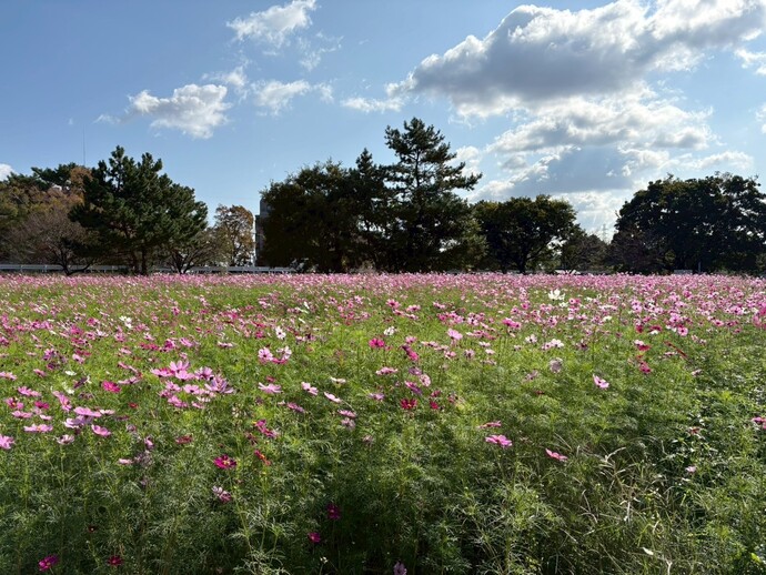 センセーションの畑の様子