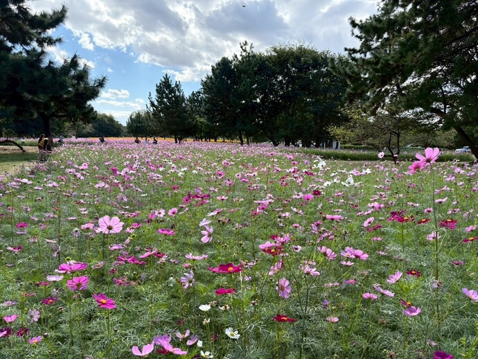 センセーション畑の様子