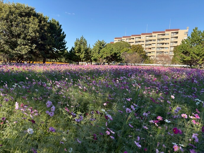 センセーションの畑の様子