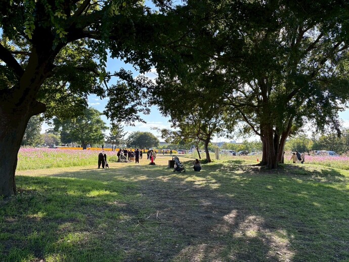 コスモス園内の様子