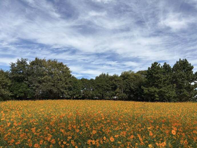 キバナの畑の様子