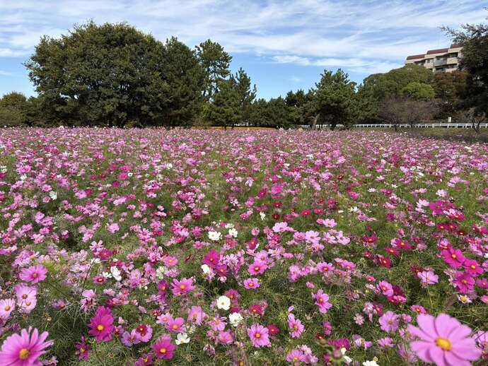 センセーションの畑の様子
