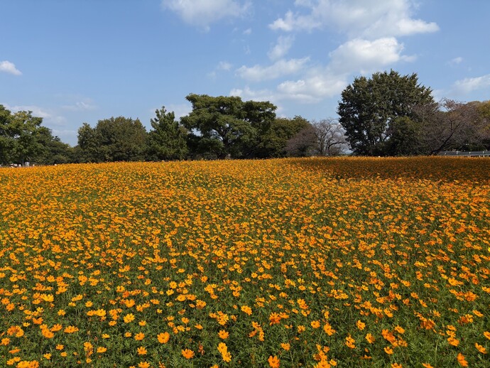 キバナコスモスの畑の様子