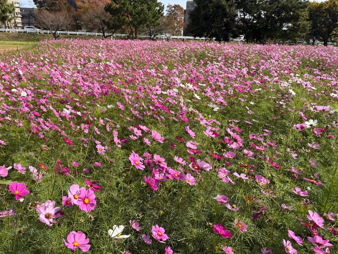 センセーションの様子