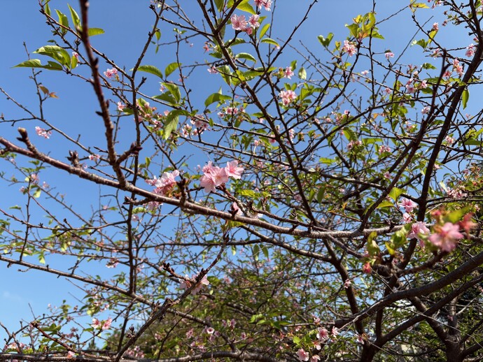 秋に咲く桜の写真