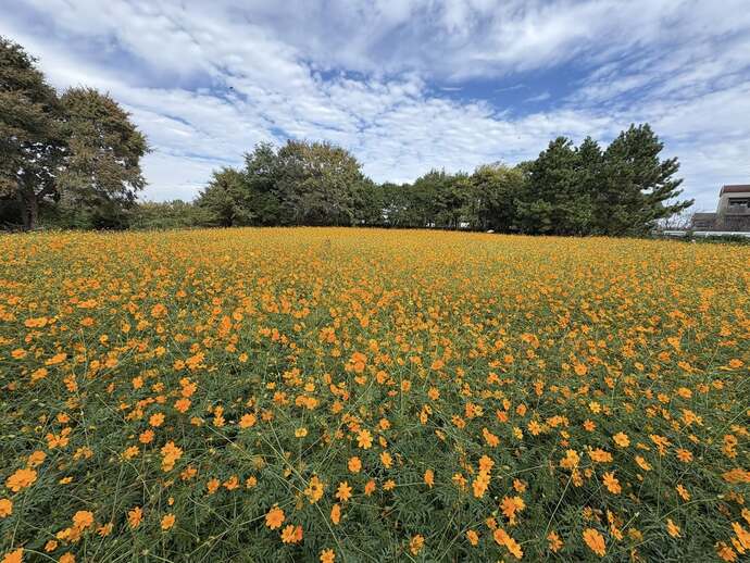 キバナの畑の様子