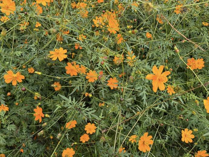 キバナの寄りの様子