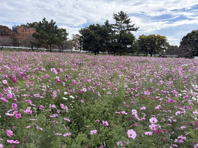 センセーションの畑の様子