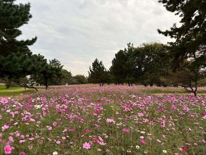 センセーションの花の様子