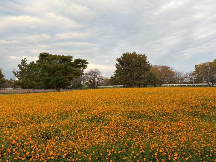キバナ畑の様子