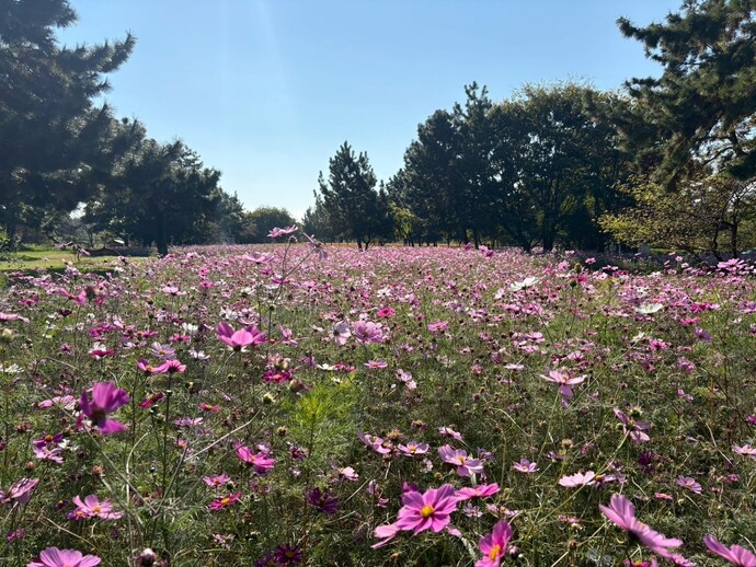 センセーション畑の様子
