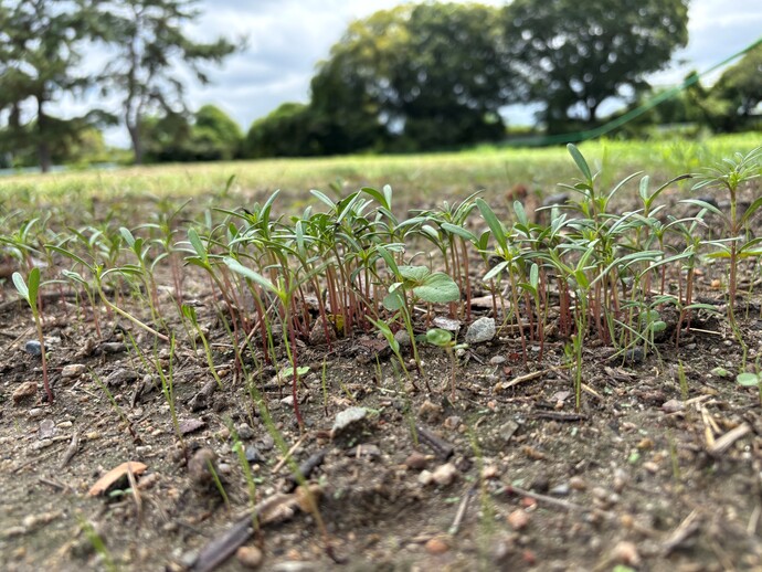 コスモスの芽を横から見た写真